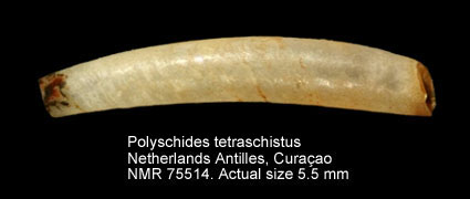Polyschides tetraschiscus (6).jpg - Polyschides tetraschiscus (Watson,1879)